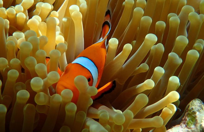 Villa Damai - Foto 36