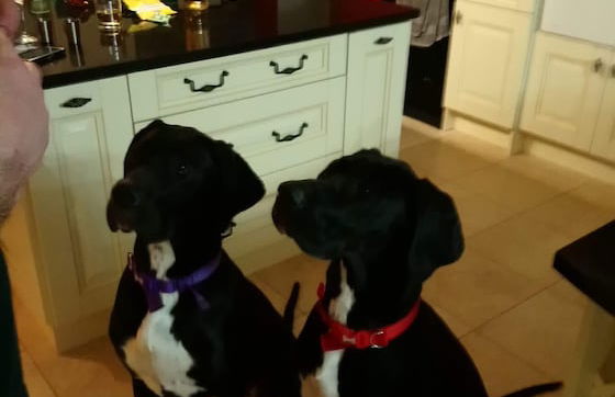 Castleview - Newton Steading - Foto 40