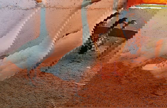 Koko's Farm - Foto 17