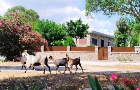 Aithonas Villa - Foto 19