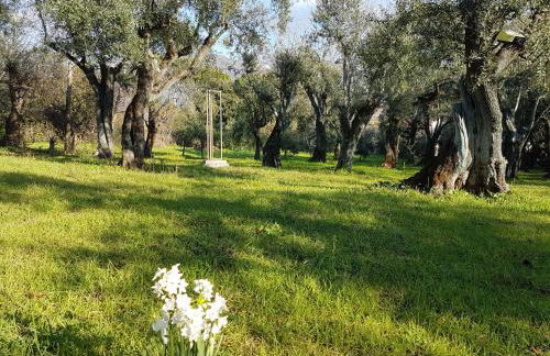 Antico Uliveto - Foto 1