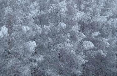 Zagroda w Puszczy - Photo 47