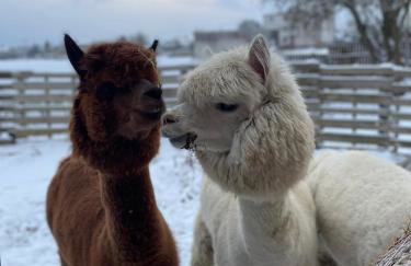 Kaszuby, agroturystyka z alpakami- pokój z łazienką - Foto 34