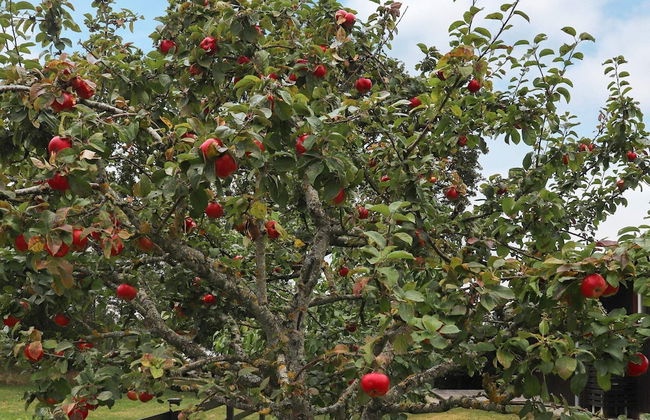 4 Person Holiday Home in Tralovslage - Foto 22