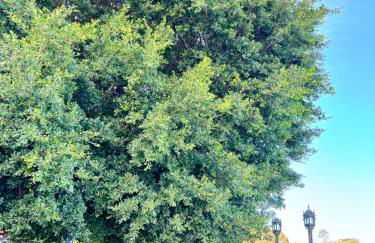 LUMINOSO APARTAMENTO en el centro de Cádiz - Foto 37