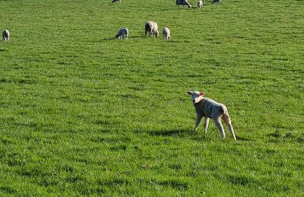 Wagtail Barn - Foto 46