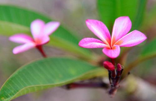 Jasmine house - Foto 40