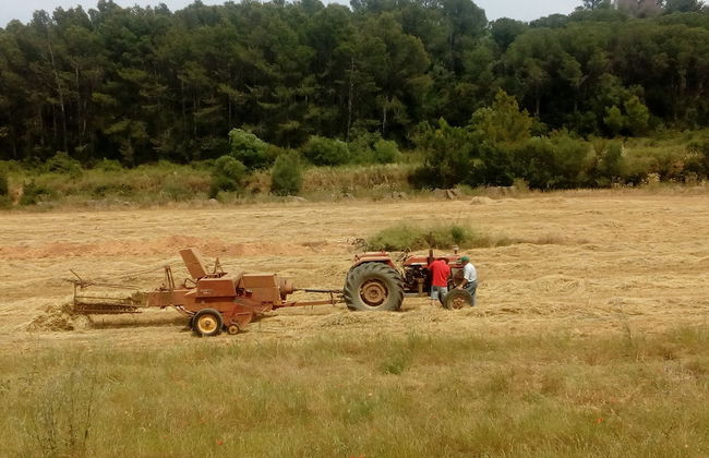 Can Barnosell - Els Masos d'en Coll - Foto 38