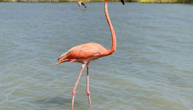 I fenicotteri del santuario