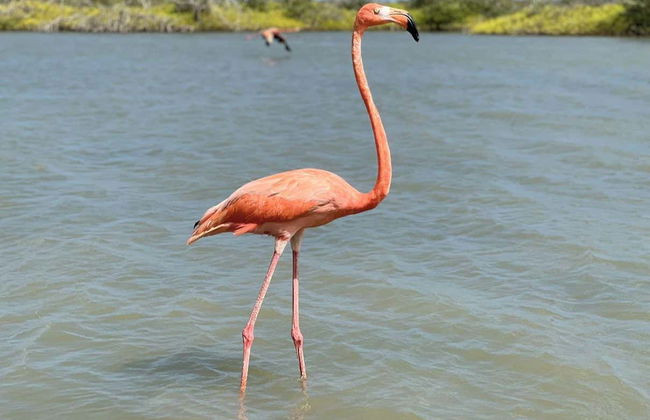Excursión a las salinas de Manaure y el santuario de fauna y flora Los Flamencos - Foto 4