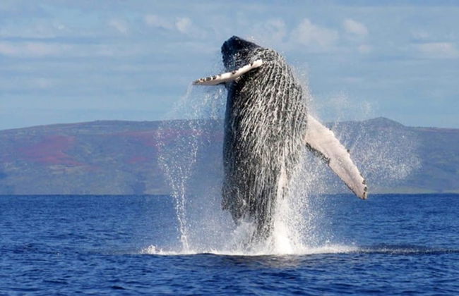 Jaco Premiun Tower Condo 7th Floor - Foto 12