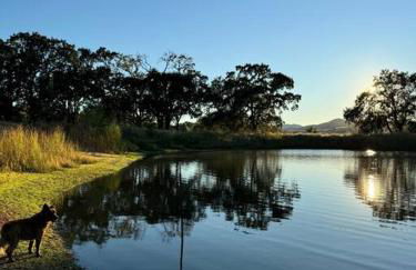 Trees of Heaven - Olive House - Foto 17