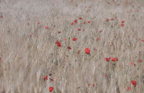 Colonna Country Home - Foto 50