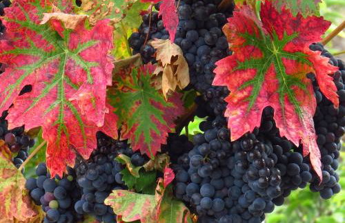 Comfortable Rural Cottage in Ancient Village in the Douro Region - Photo 81