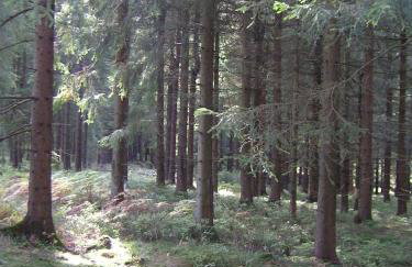 Ferienwohnung im Harz-Haus-Bruns - Foto 52