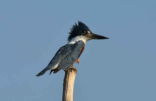 Tour por el canal do Jari - Foto 8