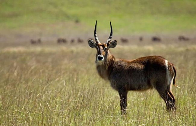 Francolin Creek - Foto 35