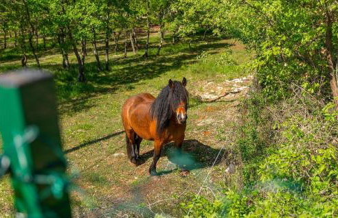 Villa Legro - Foto 17