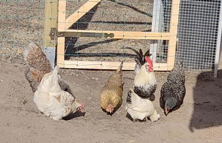 Nikis FeWo an den Dörenther Klippen - Foto 34