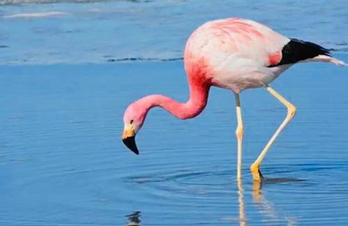Les flamants Roses la Capte Clim 4pers 100m plage - Foto 22