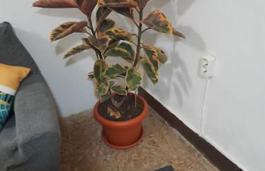 Vivienda Vacacional Sabinosa - Foto 75