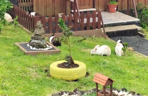 Alojamento Raminho dos Açores - Photo 50