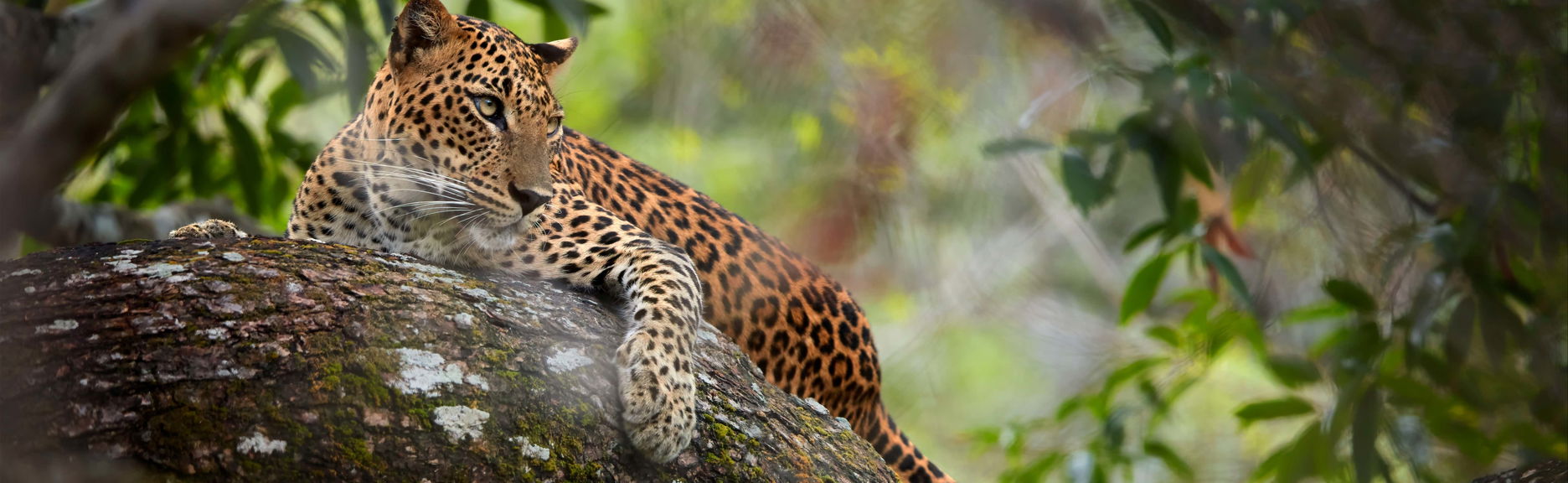 Wilpattu National Park Private Safari