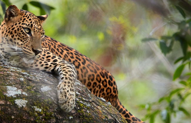 Safari privé dans le Parc National Wilpattu - Photo 1