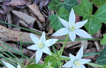 Fattoria Agriturismo Nerbona - Foto 32