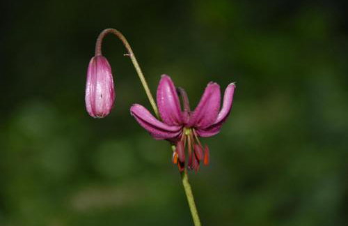 Chalet Kala - Foto 38