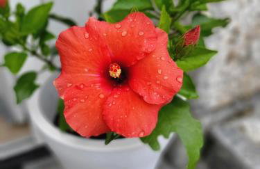 Qća Krk Apartments - Photo 27