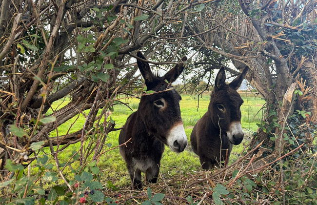 Glenbeigh Holiday Cottage - Tigin Mamo - Foto 29