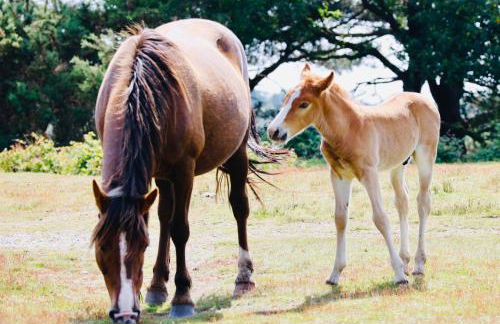 Little Woodside a beautiful New Forest self contained private luxury annexe - Foto 16