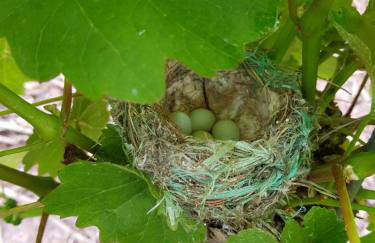Ferienwohnungen Am Bruttiger Moselsteig - Foto 70