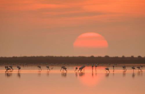 Mas de Melonet Delta del Ebro - Foto 44