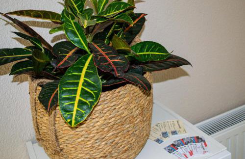 Kraljeva hiža - Apartmani i sobe Kralj - Foto 66