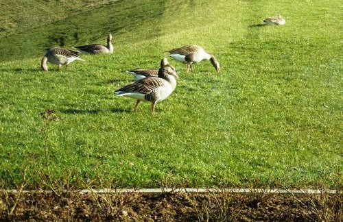 Deichkrone-Rees - Photo 36