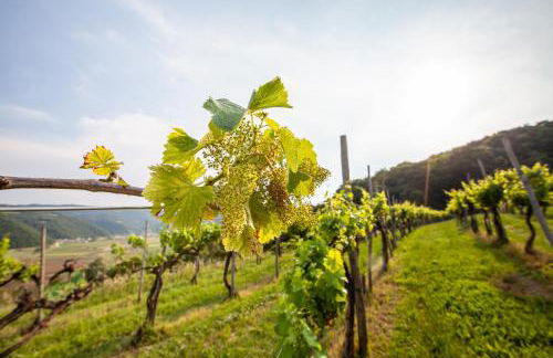 Fattoria Le Vegre - Foto 31