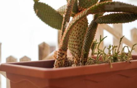 Le Antiche Dimore di Dea - Foto 16