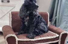 The Cottages - Pet Friendly - Photo 8