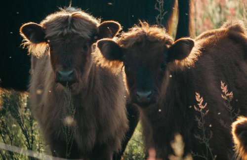 Krovacja - całoroczne domki w Puszczy Noteckiej - Foto 29