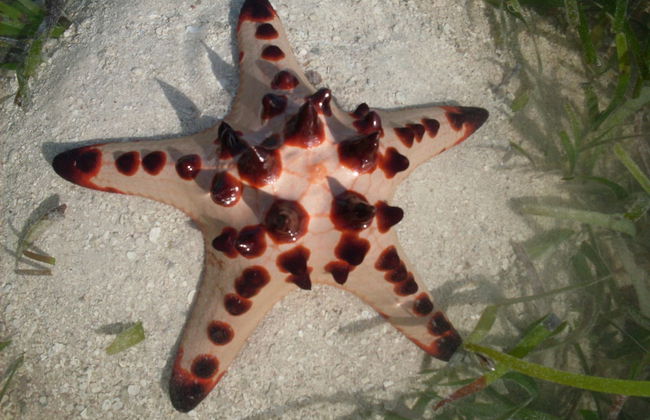 Troppo Mystique - Photo 51