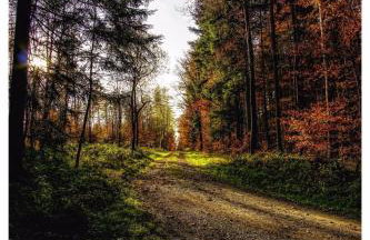 Secret Garden - Foto 69