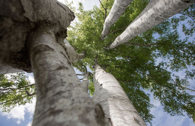 Black Forest Lodge - Foto 77