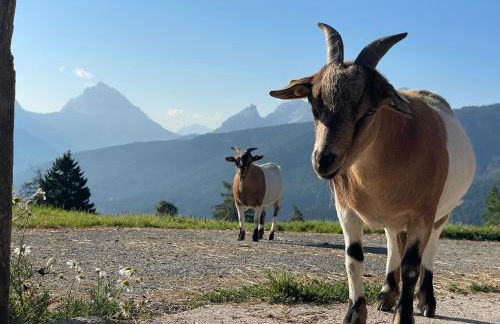 Tiefentalhof - Urlaub am Bauernhof - Photo 12