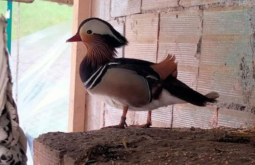 Cottoni Natural Space - Foto 26