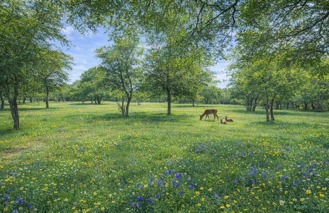 Log Cabin for Family Glamping Vacation near San Antonio - Foto 50