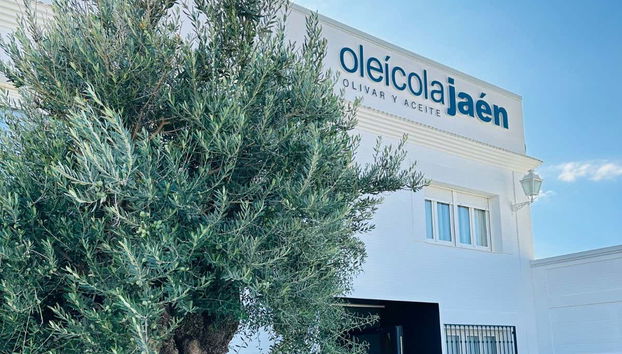 Un olivo en el exterior de Oleícola Jaén
