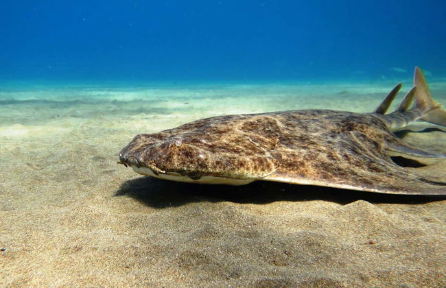Batismo de mergulho em Costa Teguise - Foto 2