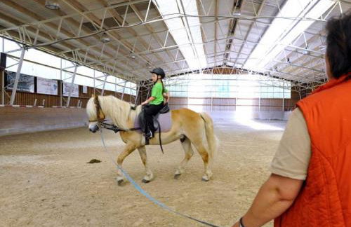Haflinger Reiterhof Meura - Foto 21